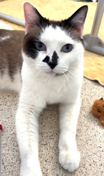 picture of the cat needing adoption