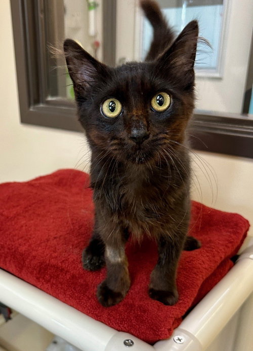 picture of the cat needing adoption