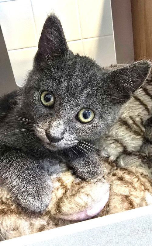 picture of the cat needing adoption