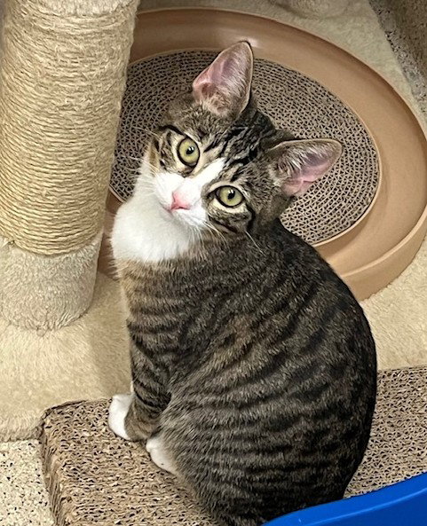 picture of the cat needing adoption