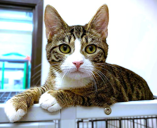picture of the cat needing adoption