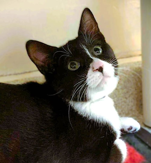 picture of the cat needing adoption