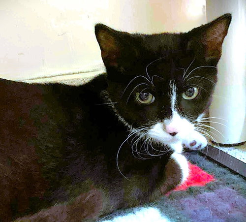 ZILLOW - Domestic Short Hair available for adoption