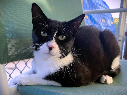 picture of the cat needing adoption