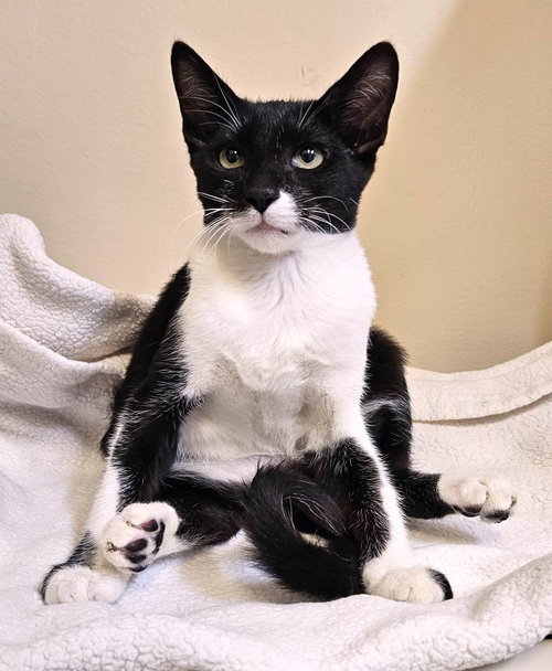 picture of the cat needing adoption
