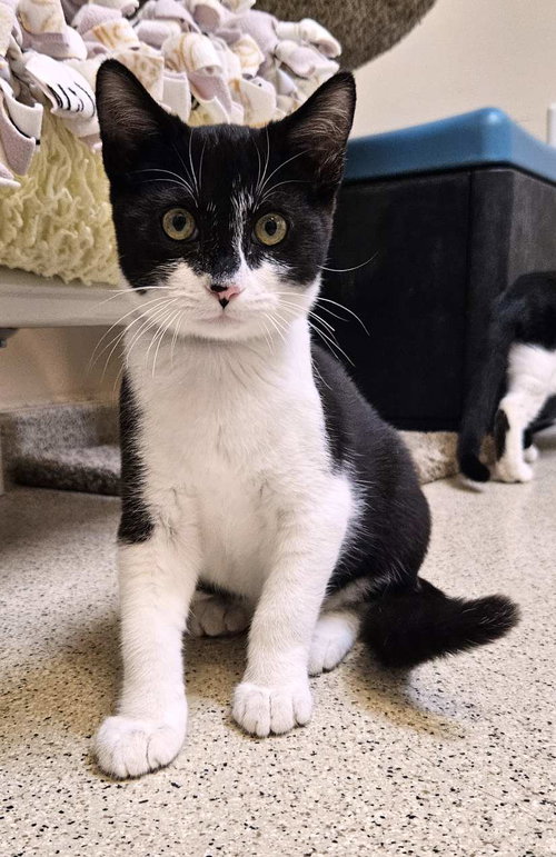 picture of the cat needing adoption