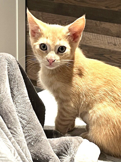 picture of the cat needing adoption