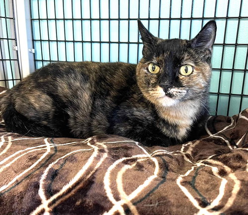 picture of the cat needing adoption