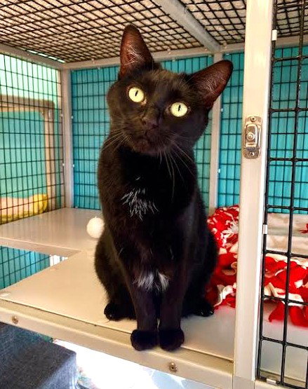 picture of the cat needing adoption