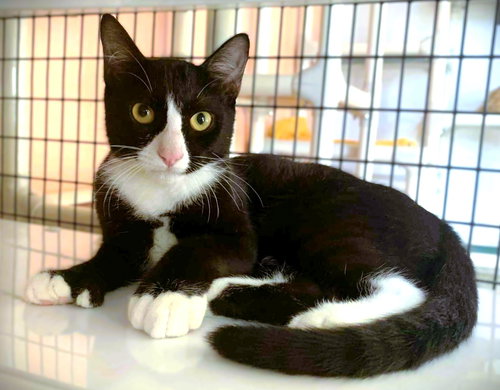 picture of the cat needing adoption