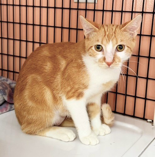 picture of the cat needing adoption