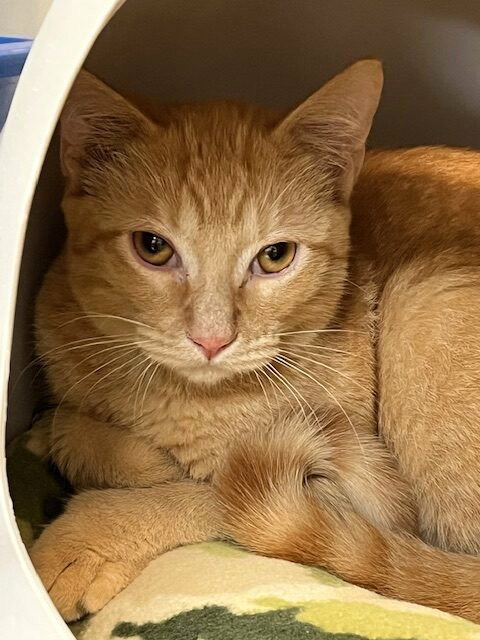 picture of the cat needing adoption