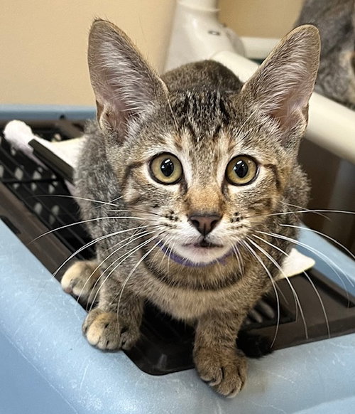 picture of the cat needing adoption