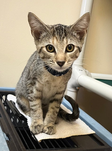 picture of the cat needing adoption