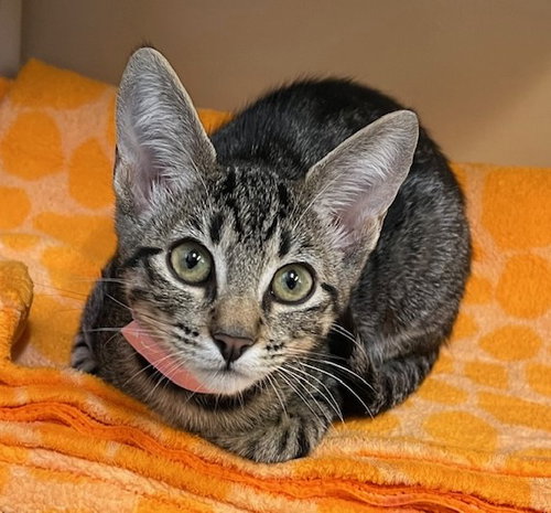 picture of the cat needing adoption