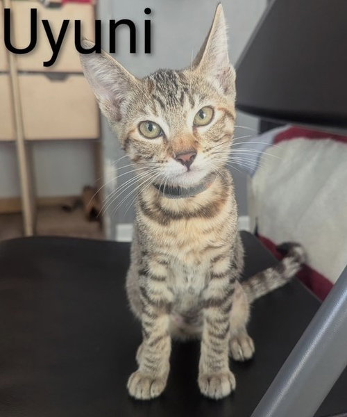 picture of the cat needing adoption