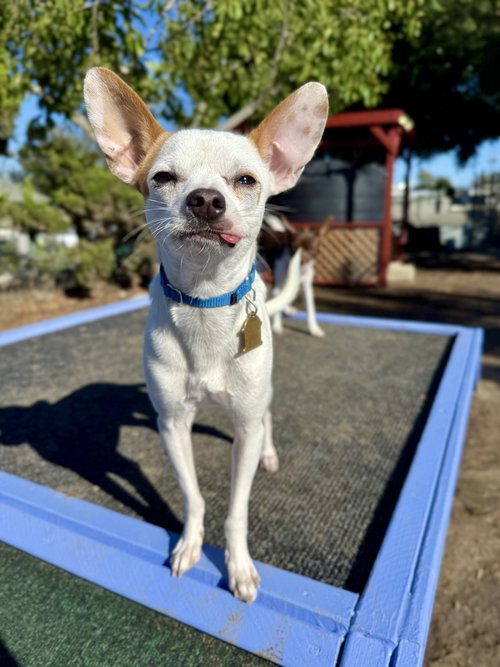 picture of the dog needing adoption