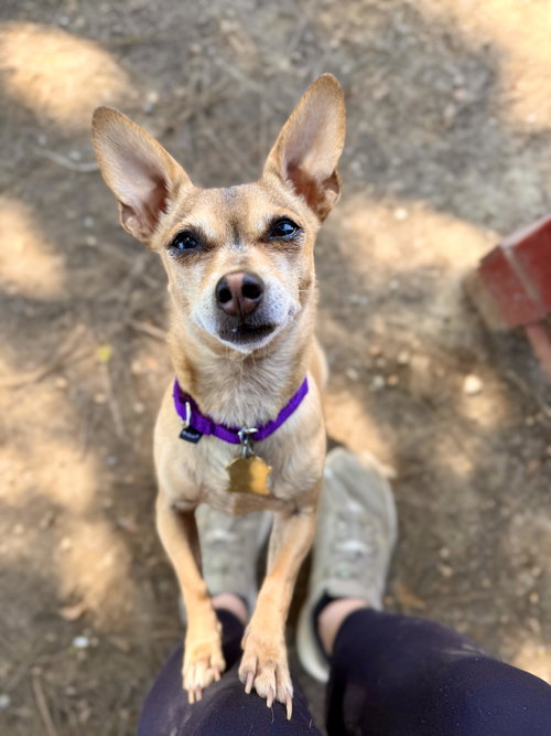 picture of the dog needing adoption