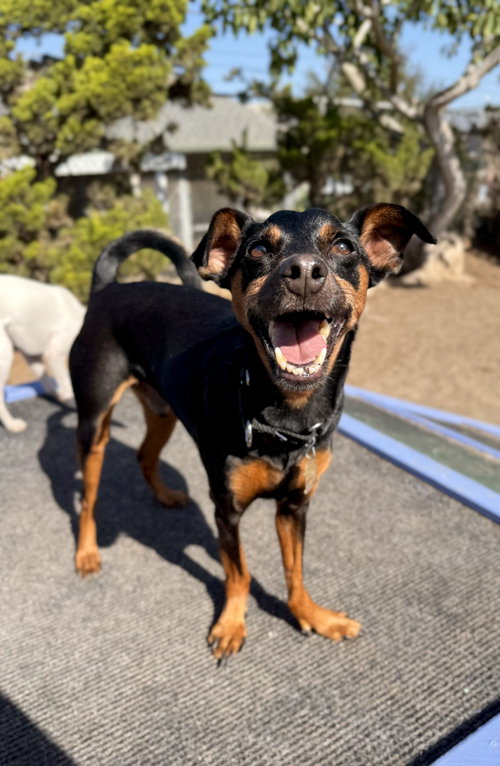 picture of the dog needing adoption
