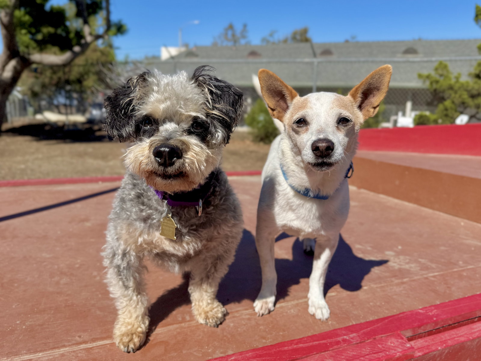 Marvin and Owen Image
