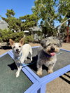 Marvin and Owen - Photo 2