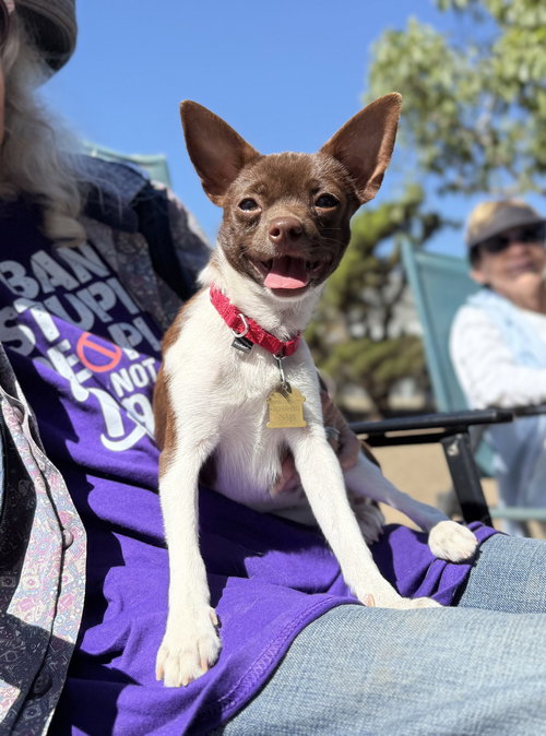 picture of the dog needing adoption