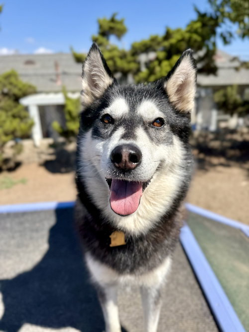 picture of the dog needing adoption