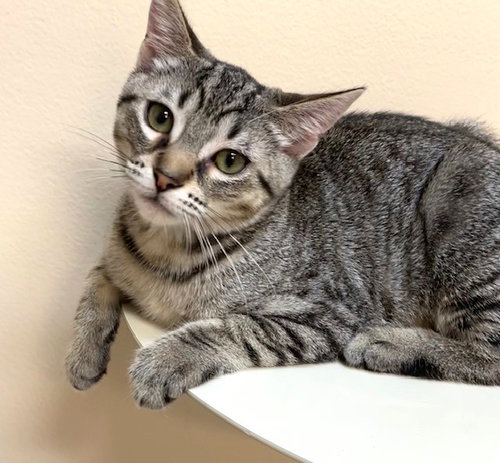 picture of the cat needing adoption
