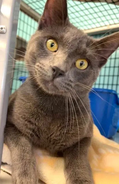Earl - Domestic Short Hair