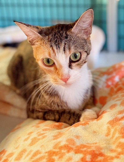 PIPER - Domestic Short Hair available for adoption