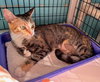 Piper - Photo 4