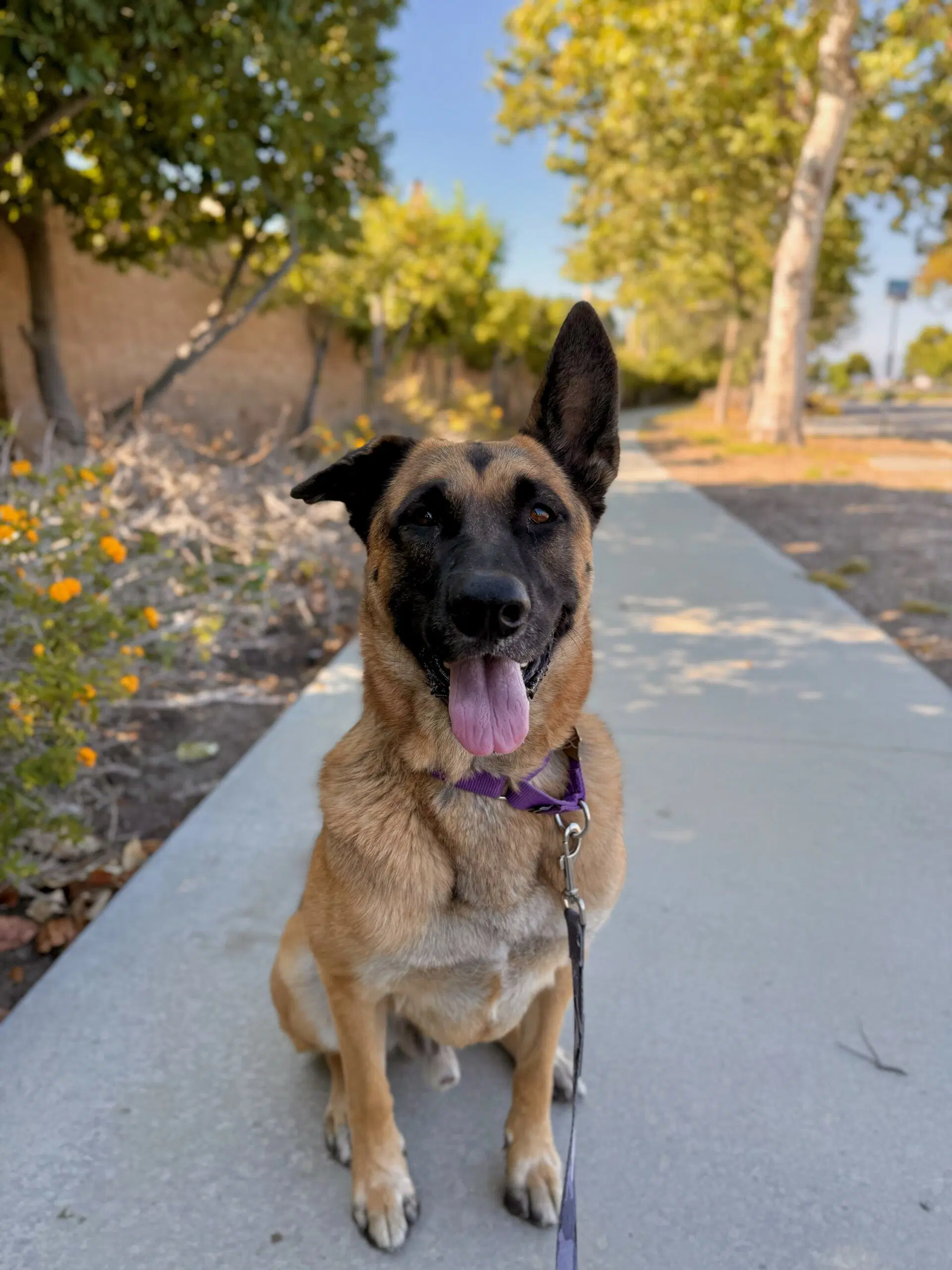 Gunther - German Shepherd Dog