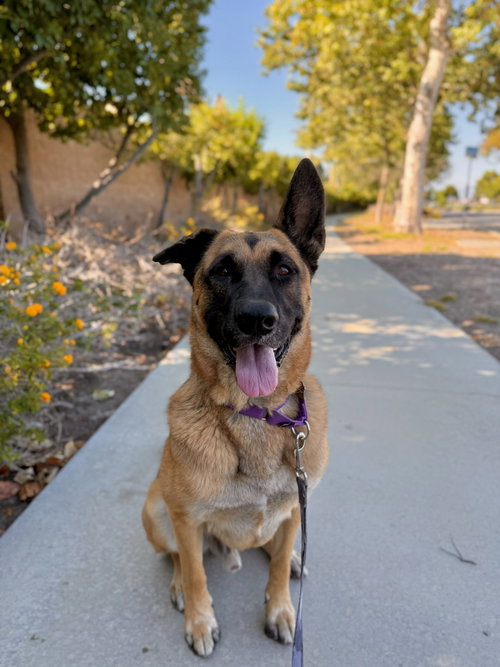 picture of the dog needing adoption