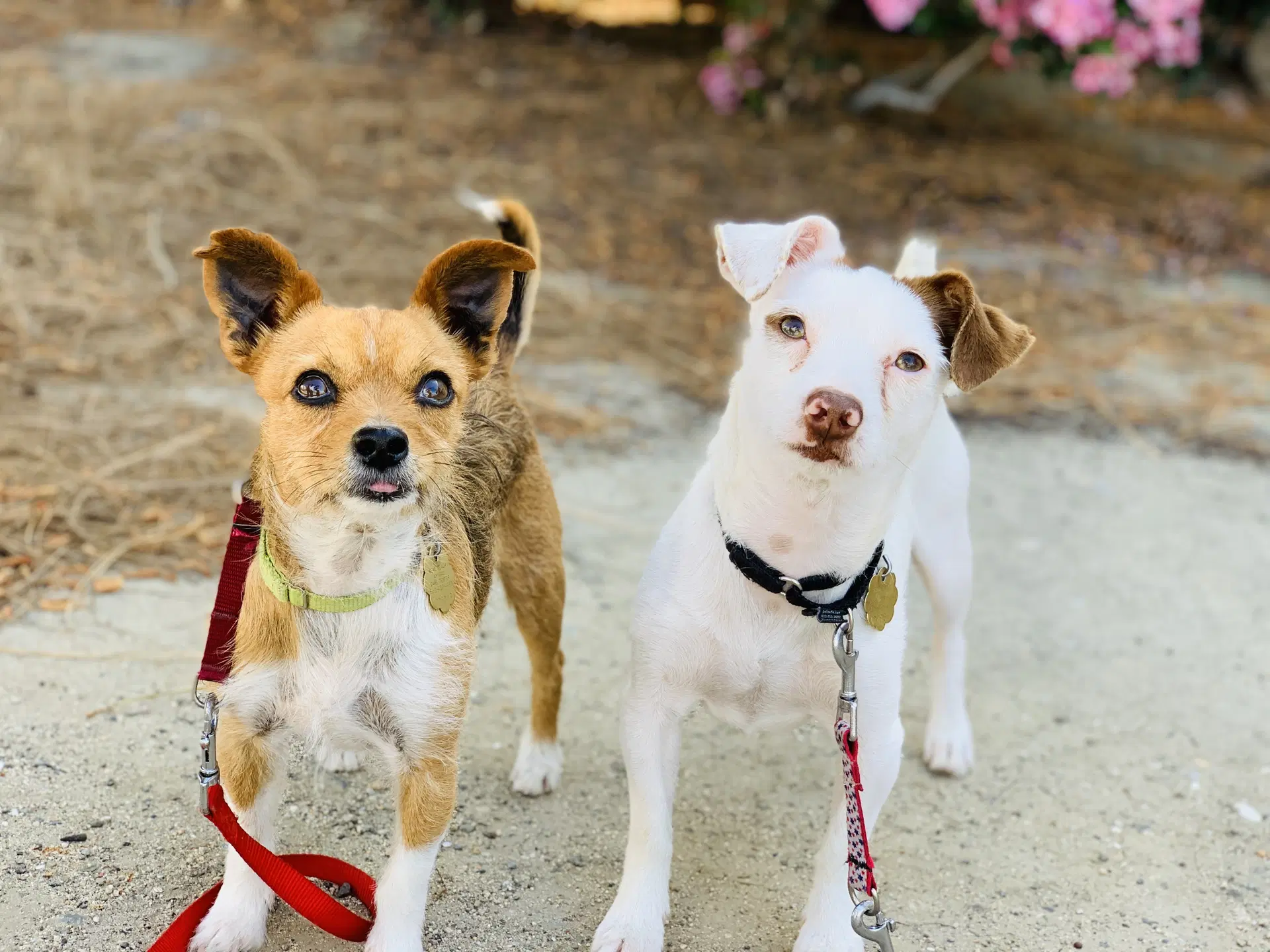 Kirby And Wayne - Terrier