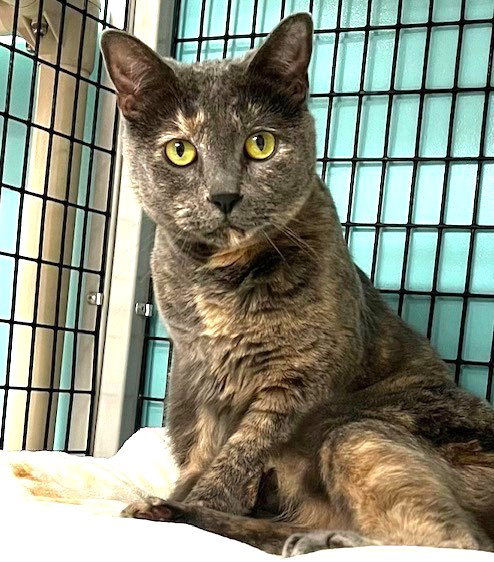 picture of the cat needing adoption