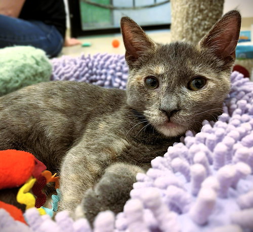 picture of the cat needing adoption