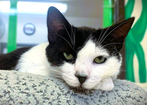 picture of the cat needing adoption
