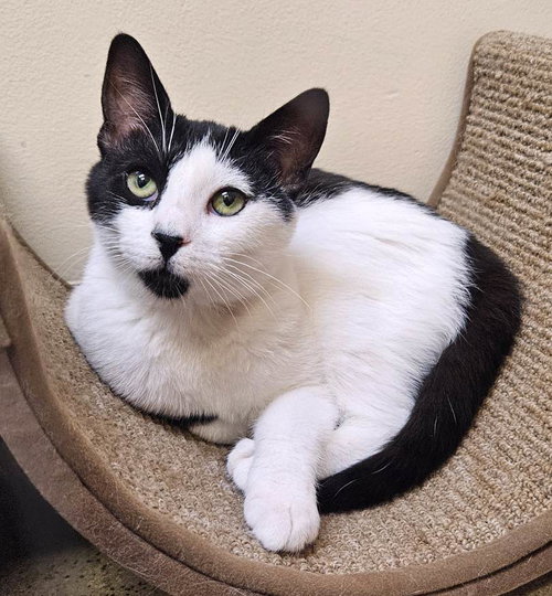 picture of the cat needing adoption
