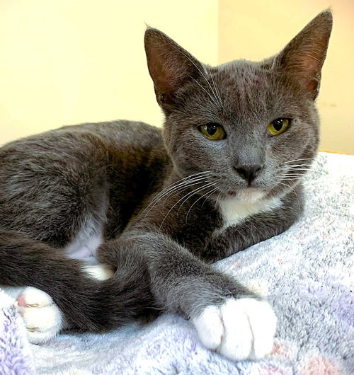 picture of the cat needing adoption