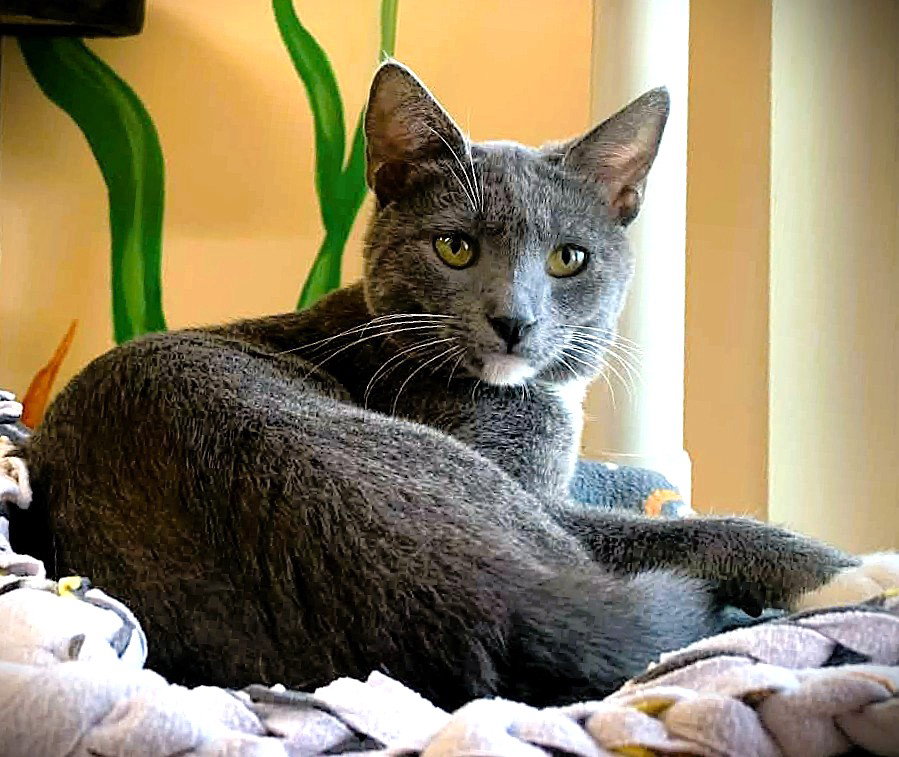 Kitten Alora Image