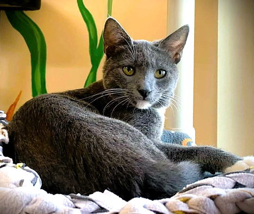 picture of the cat needing adoption
