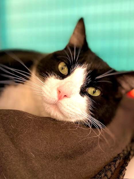 picture of the cat needing adoption