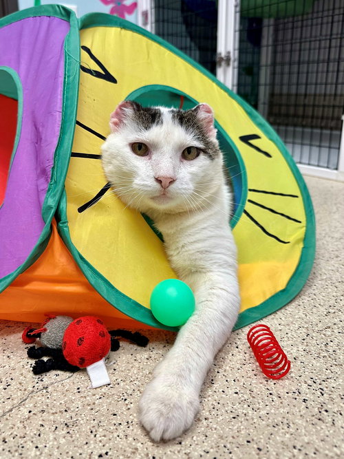 picture of the cat needing adoption