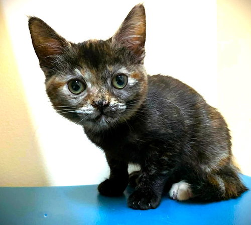 picture of the cat needing adoption