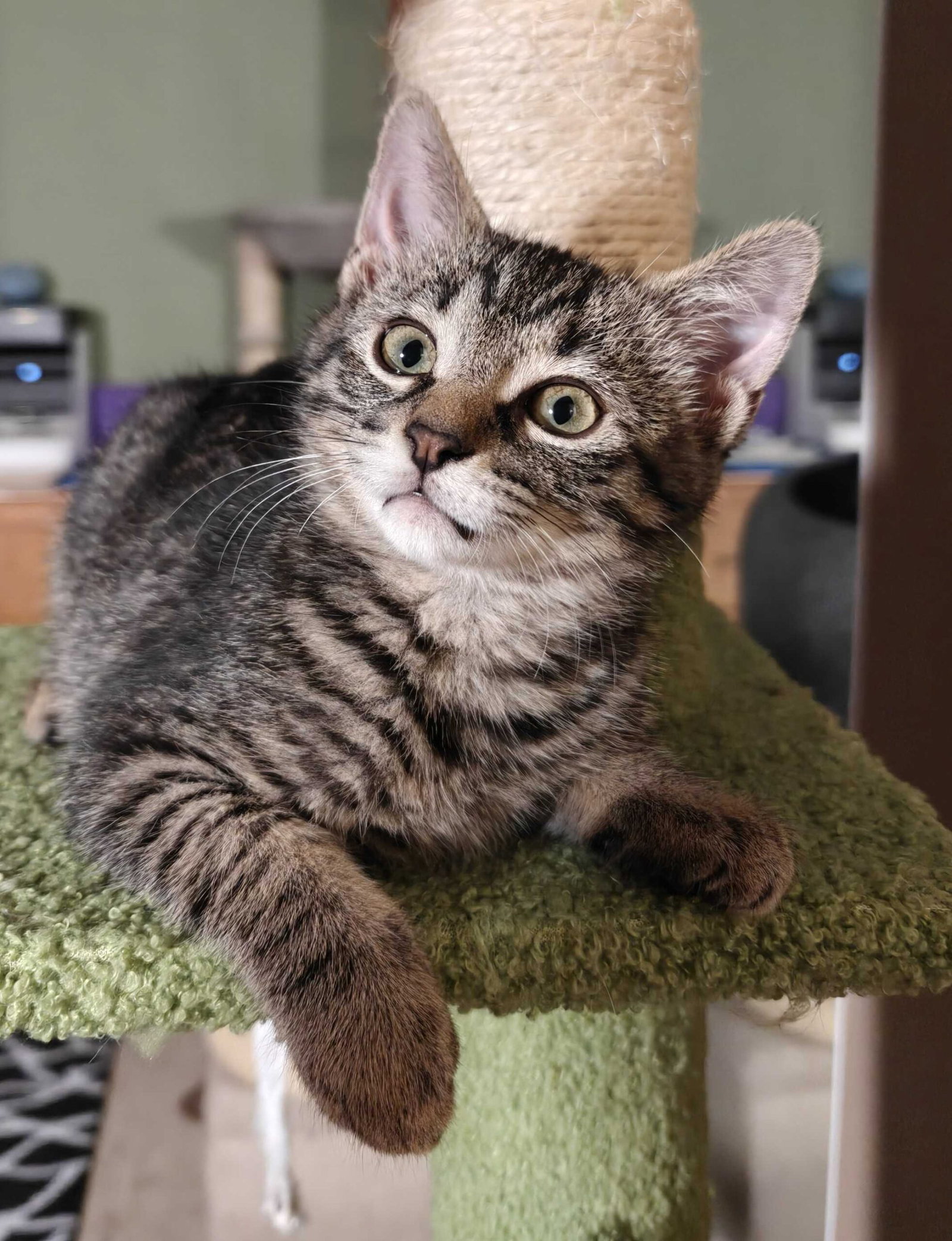 Kitten Coraline Image