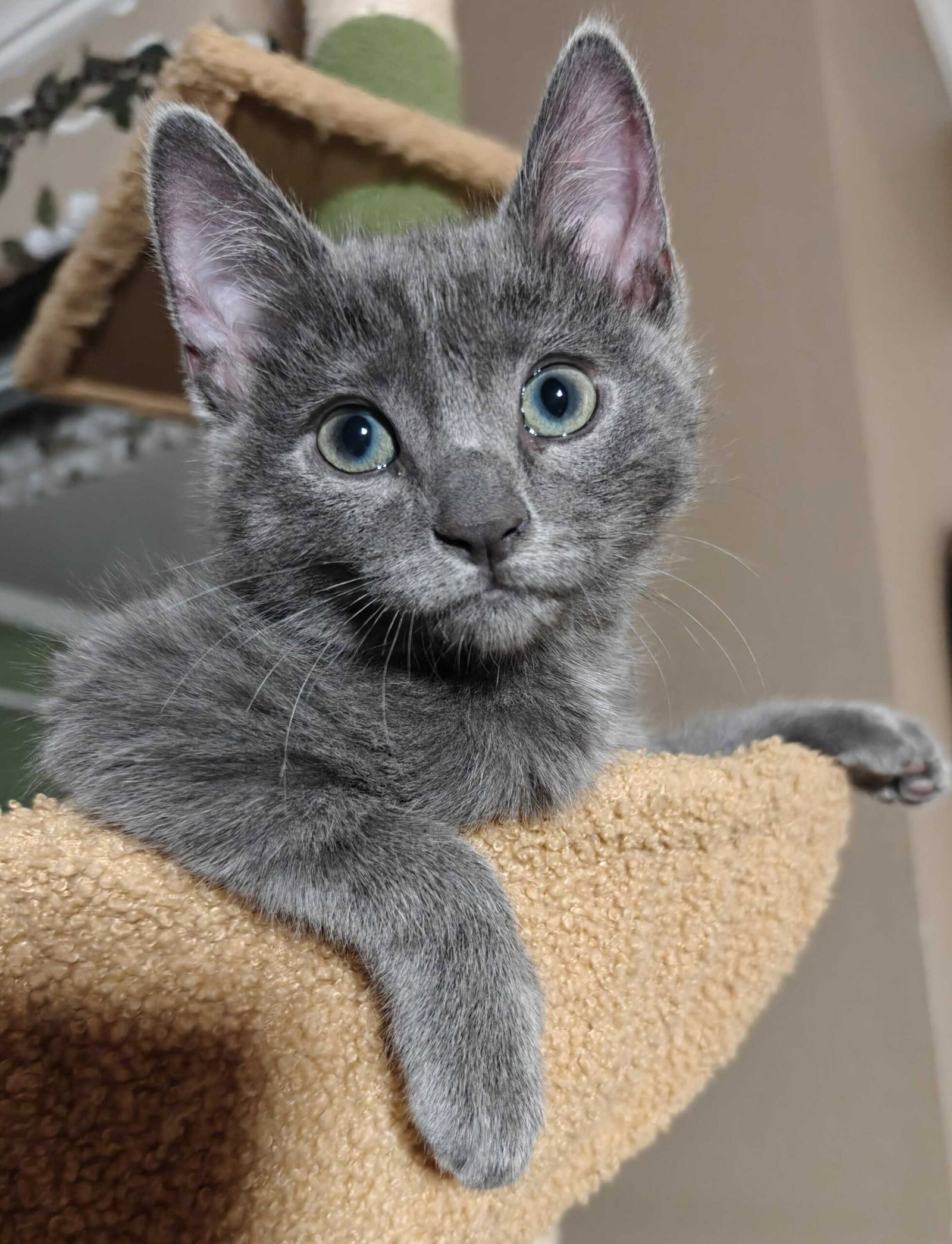Kitten Chimmy Image