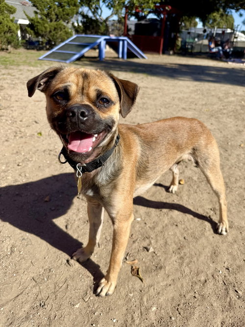picture of the dog needing adoption