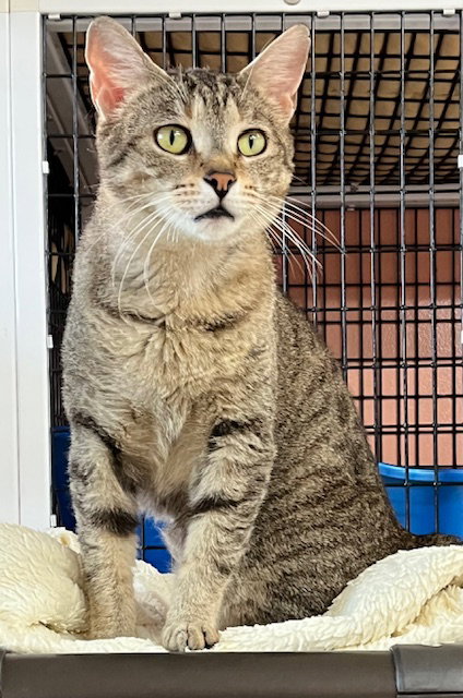 picture of the cat needing adoption