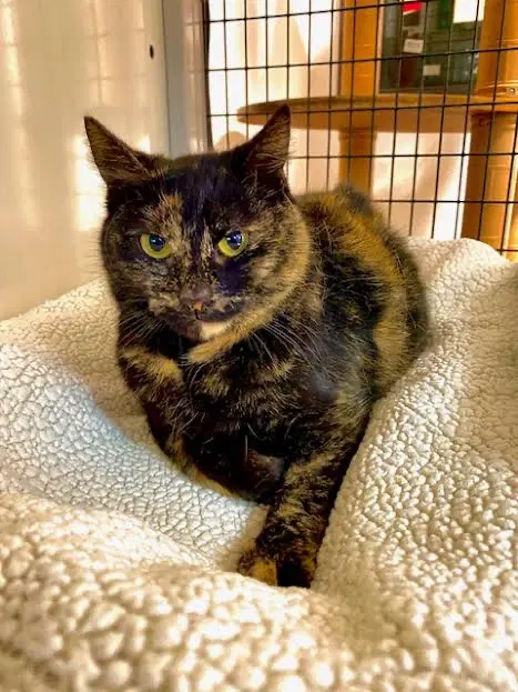 Dolly - Domestic Short Hair