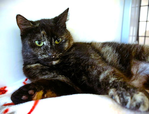 Photo 3 of Dolly